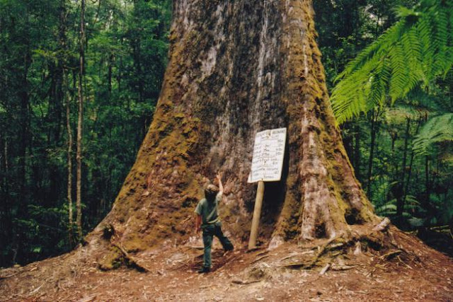 Conheça a bela Tasmânia, a terra do personagem animado Taz Tasmanian trees